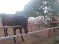 Stable LjubiÃÂevo - Pozarevac Serbia